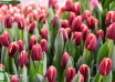 Tulipa Armani ® (3)